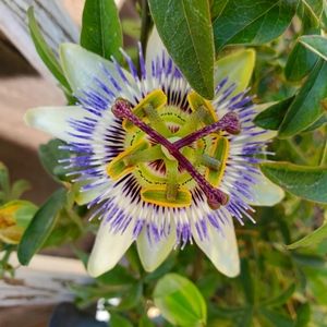 Meet your Posher, Audra